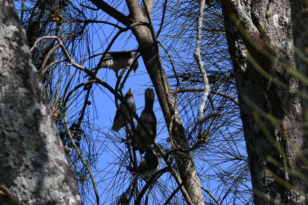 Noisy Miner - ML644686416