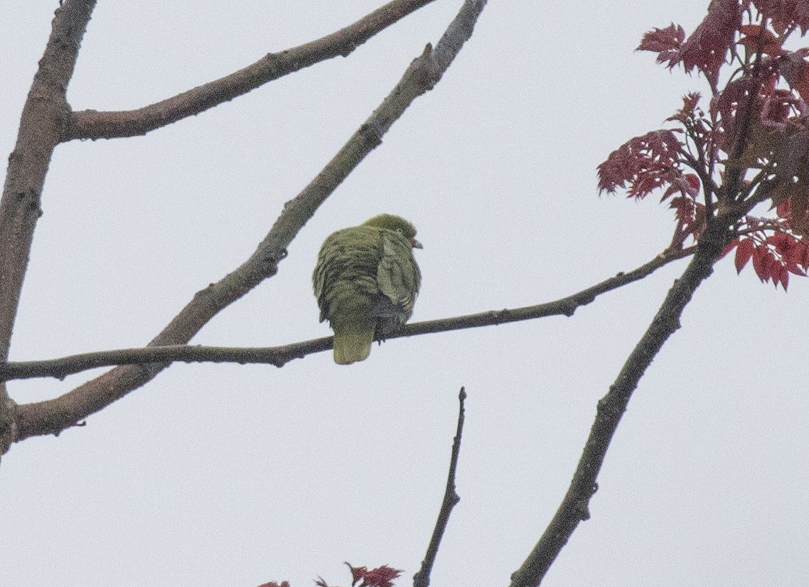 African Green-Pigeon - ML644686417