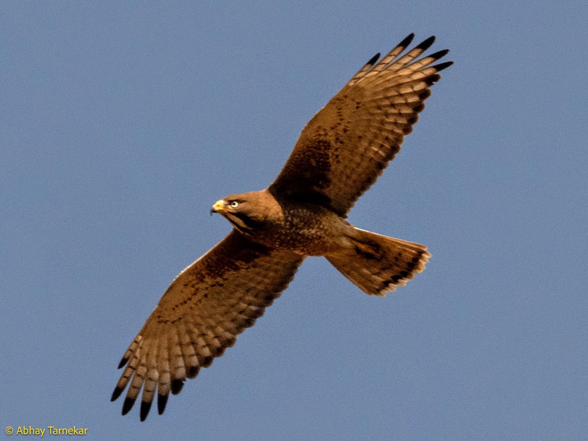White-eyed Buzzard - ML644686418