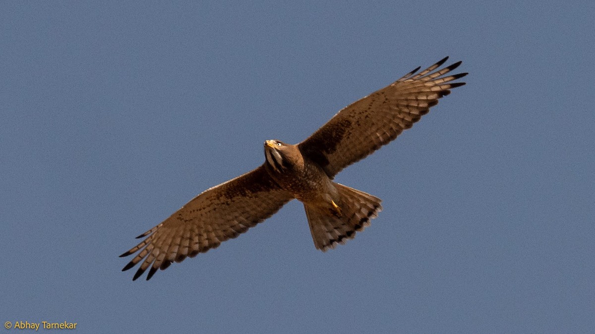 White-eyed Buzzard - ML644686419