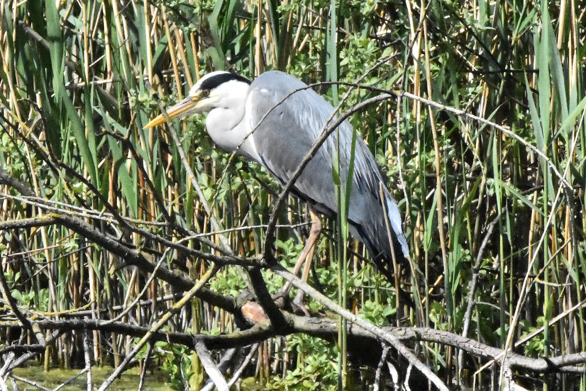 Airone cenerino - ML644686420