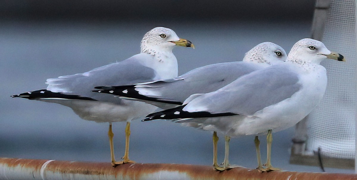 Мартин делаверський - ML644686421