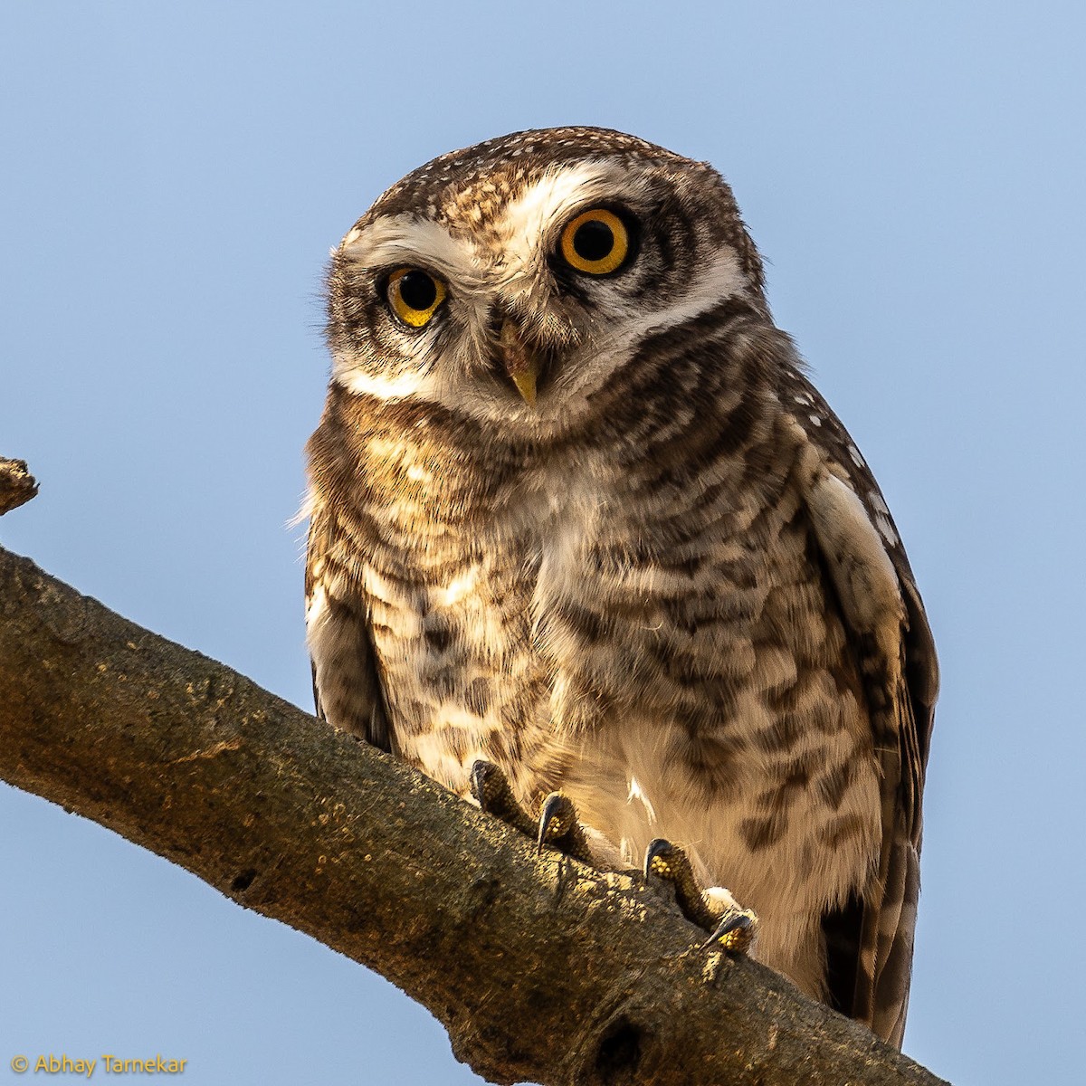 Spotted Owlet - ML644686422