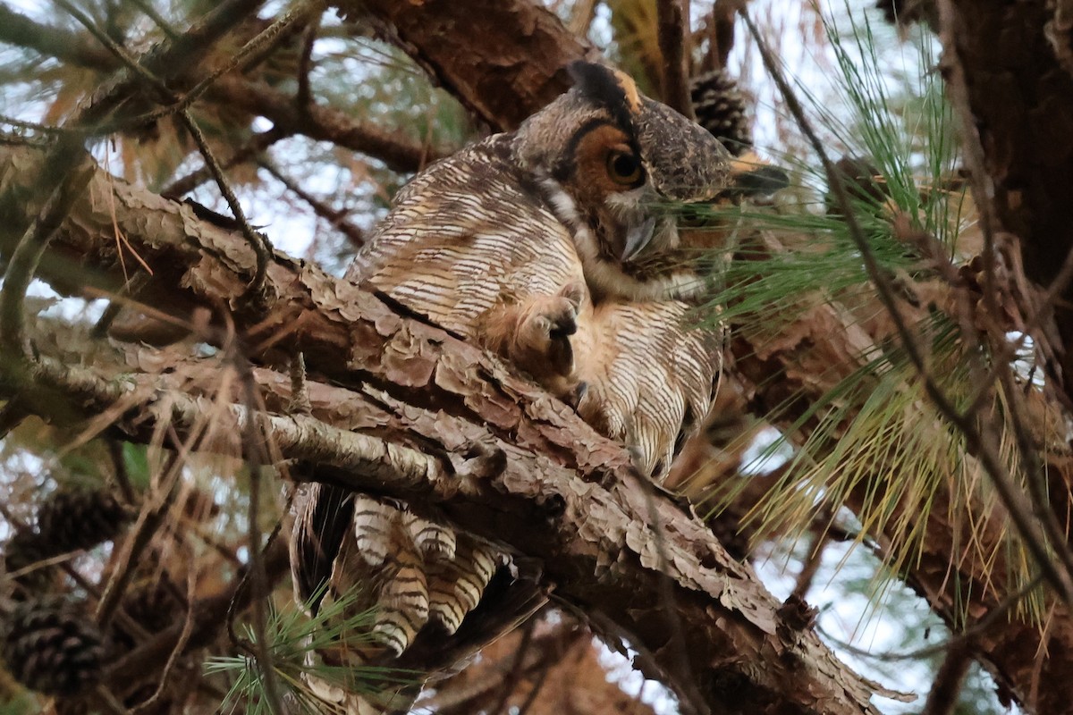 Grand-duc d'Amérique - ML644686423