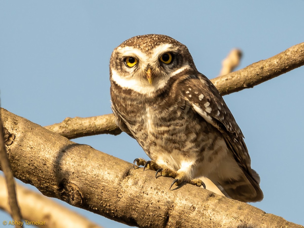 Spotted Owlet - ML644686424