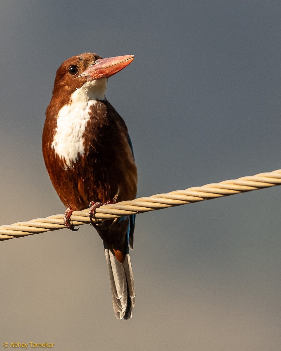 White-throated Kingfisher - ML644686425