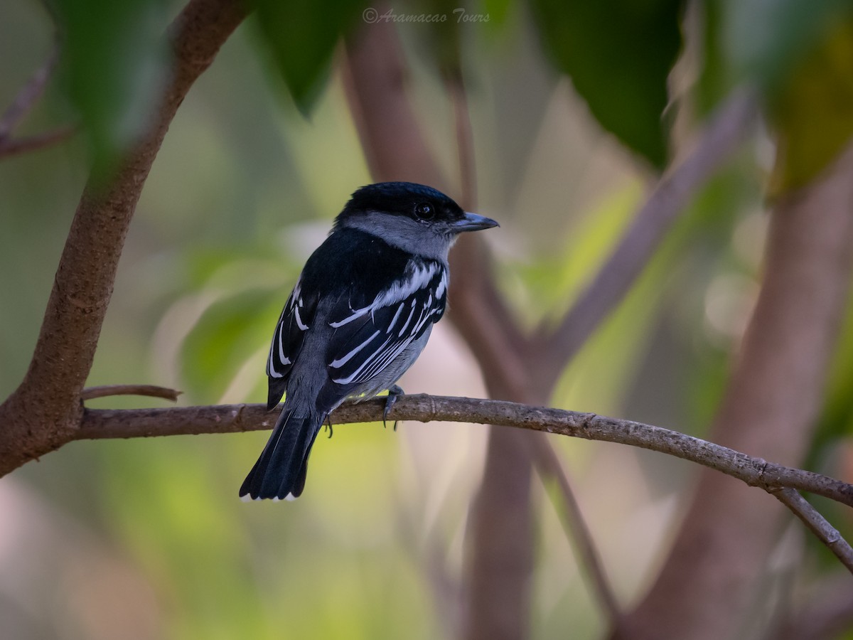 Бекард рябокрилий - ML644686426