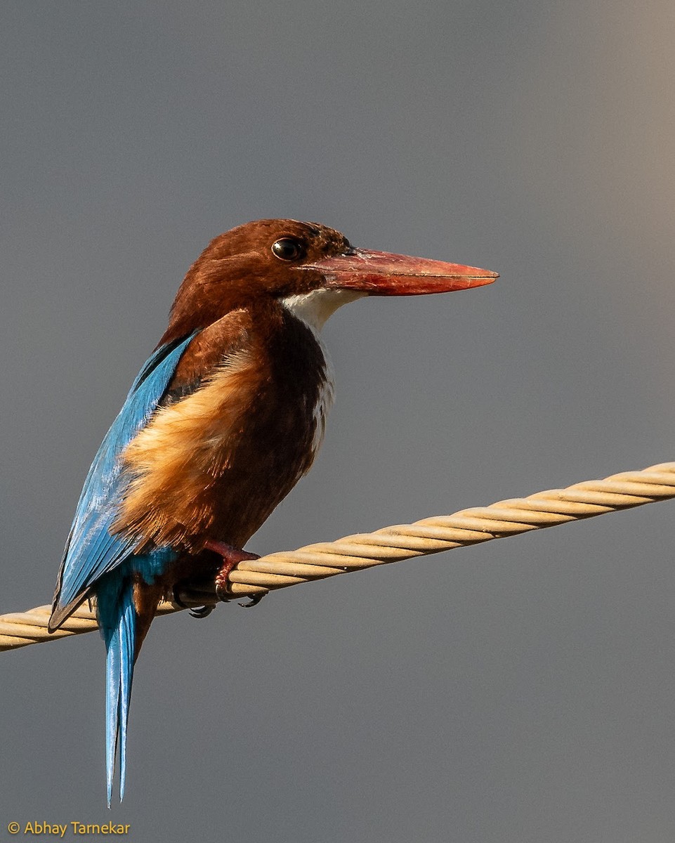 White-throated Kingfisher - ML644686427