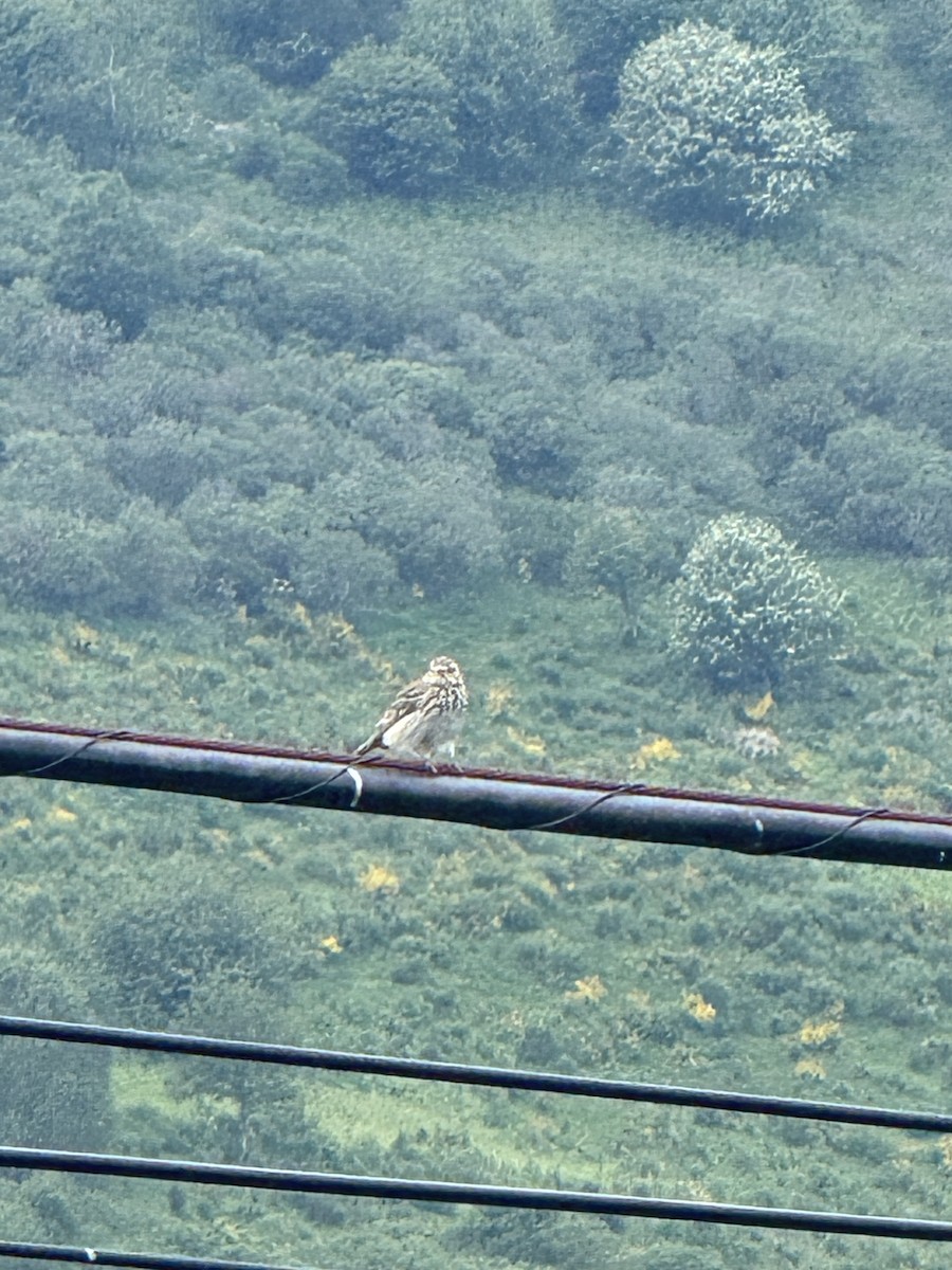 Щеврик лісовий - ML644686428