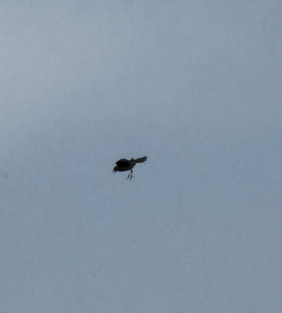 Щеврик лісовий - ML644686429