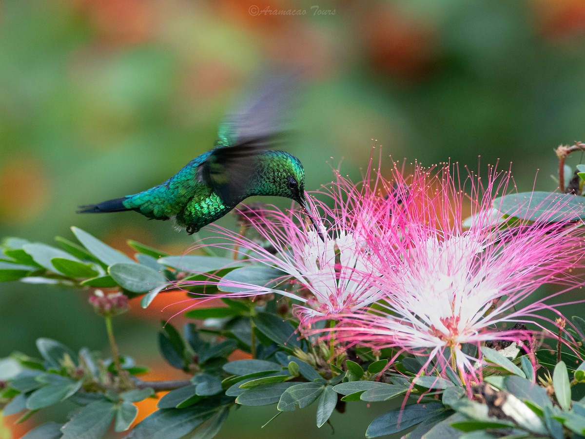 Колібрі-смарагд західний - ML644686431