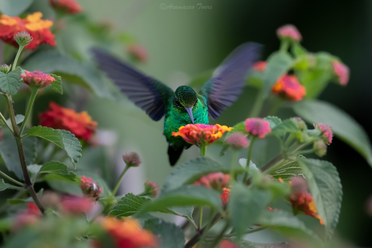 Колібрі-смарагд західний - ML644686432