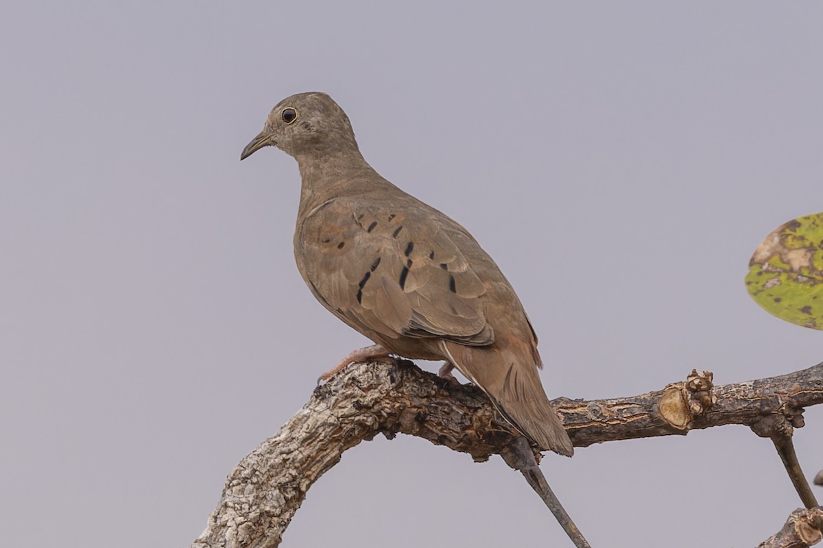 Талпакоті коричневий - ML644686434