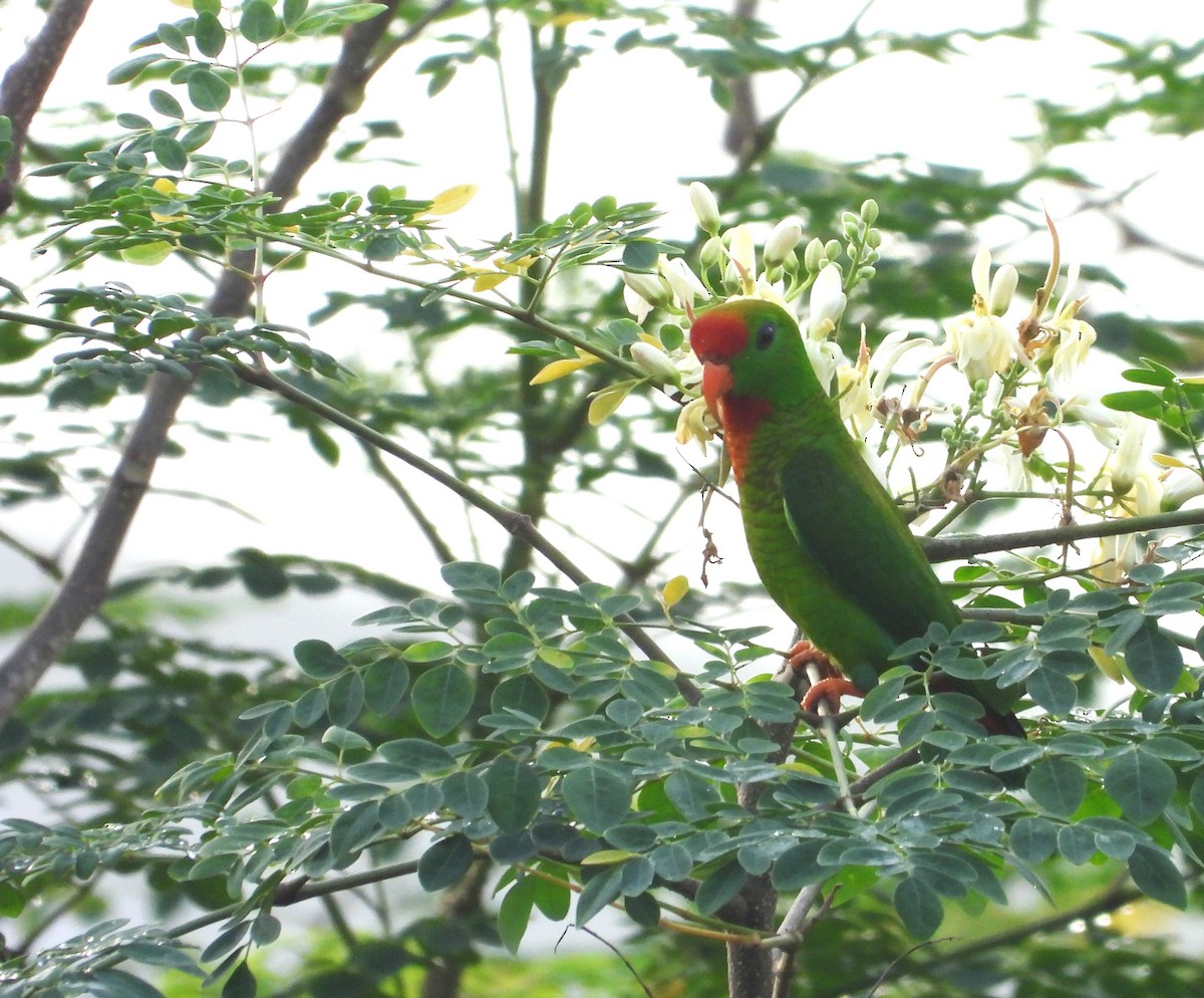 Кориліс філіпінський - ML644686435