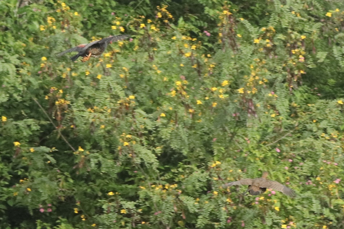 Gray Junglefowl - ML644686436