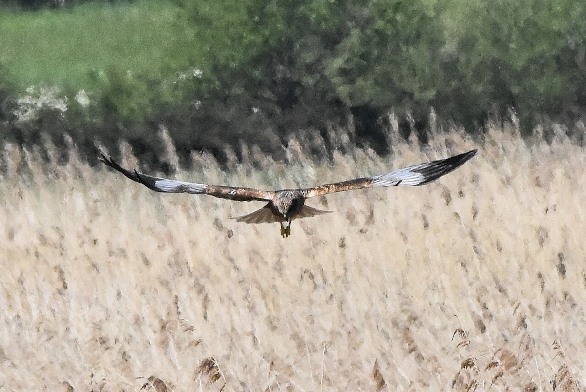 Лунь очеретяний - ML644686437
