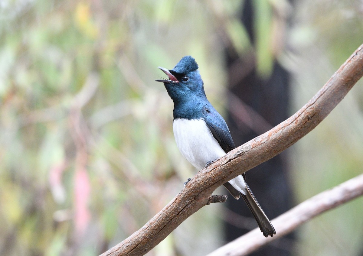 Міагра строката - ML644686438