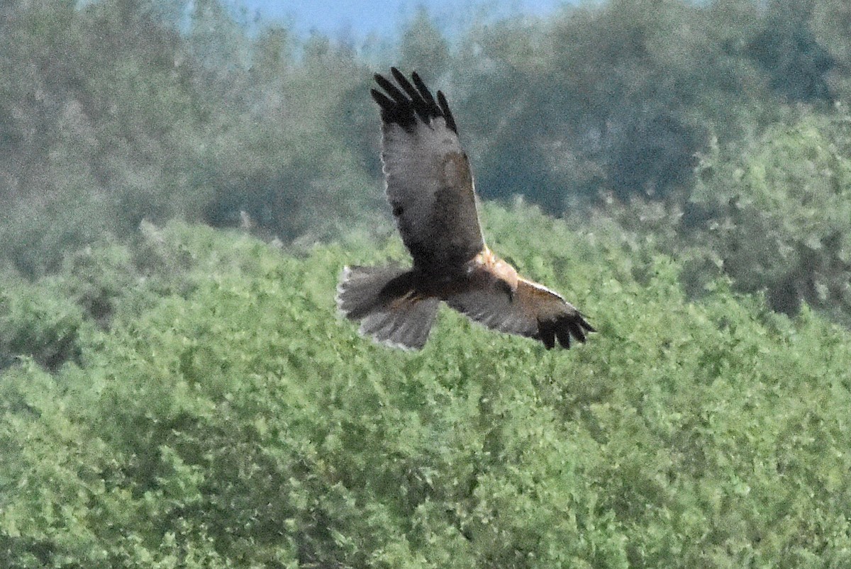 Лунь очеретяний - ML644686439
