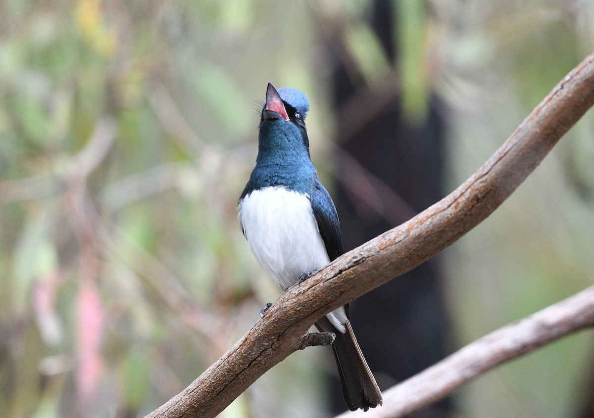 Міагра строката - ML644686440