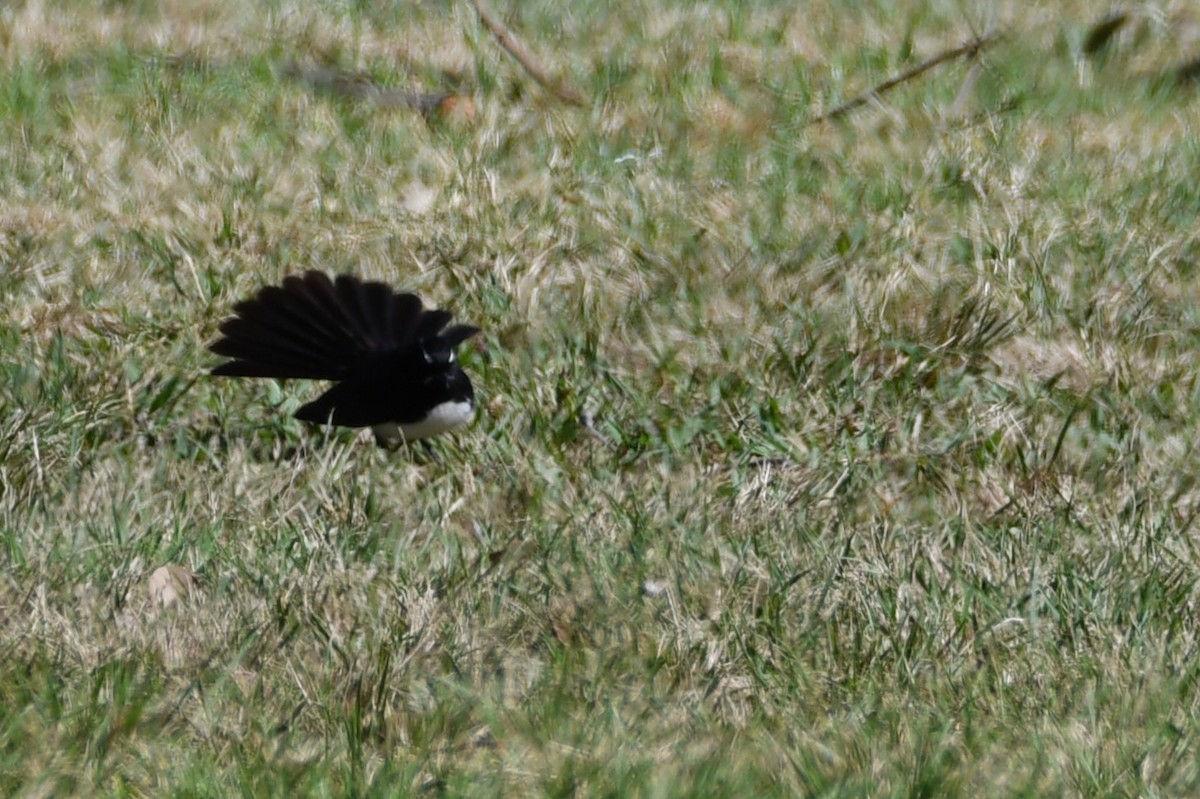 Віялохвістка чорноряба - ML644686441