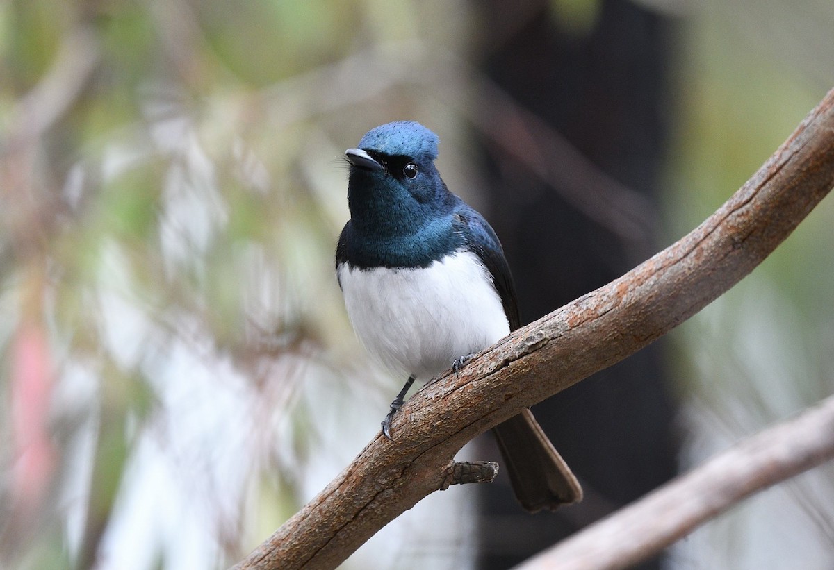 Міагра строката - ML644686442