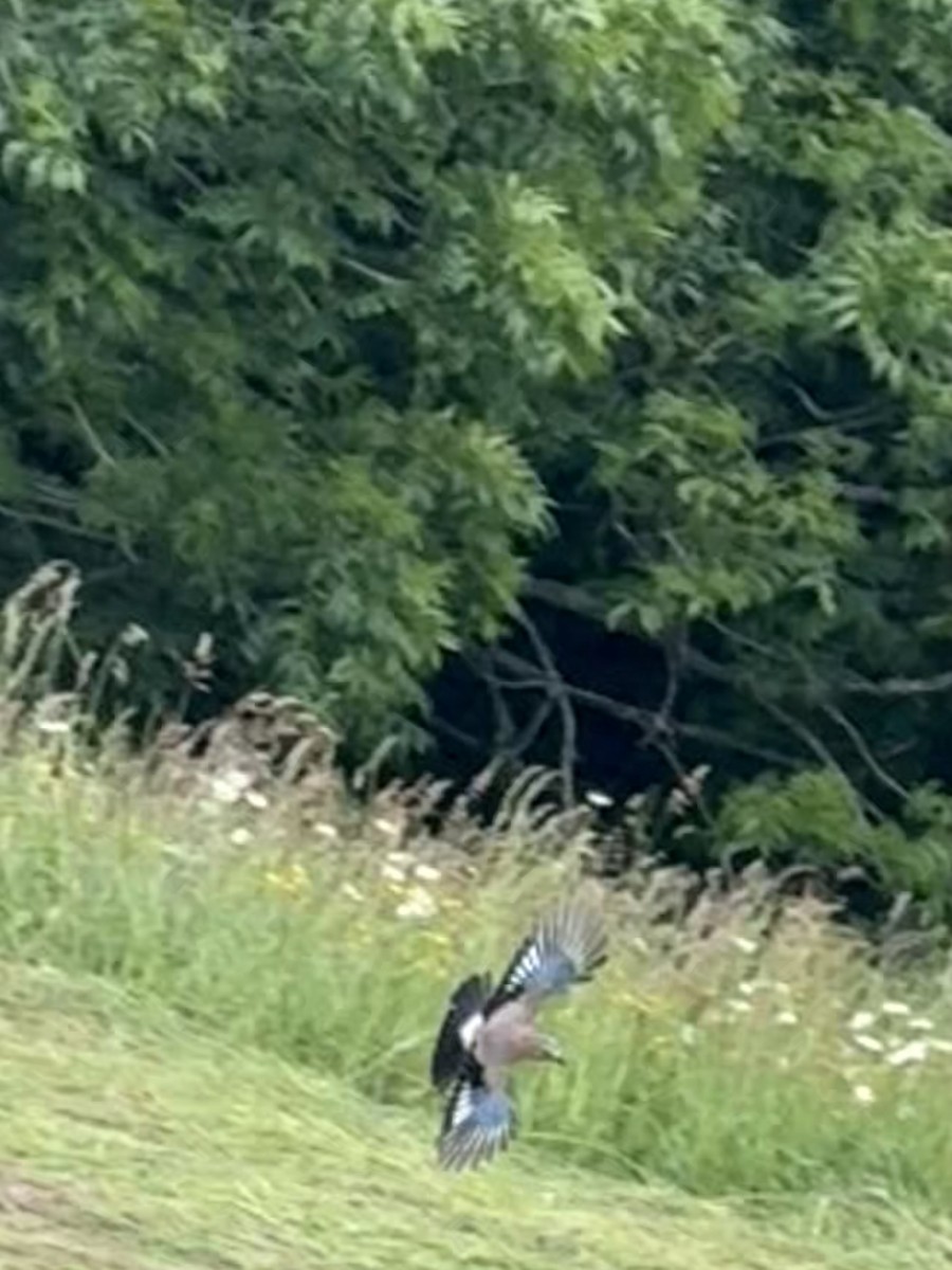 Сойка звичайна - ML644686443