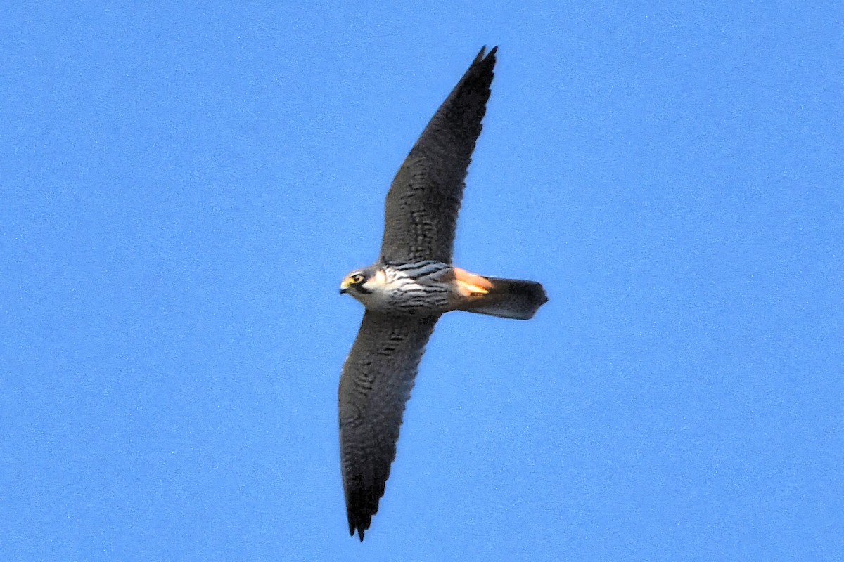 Підсоколик великий - ML644686444