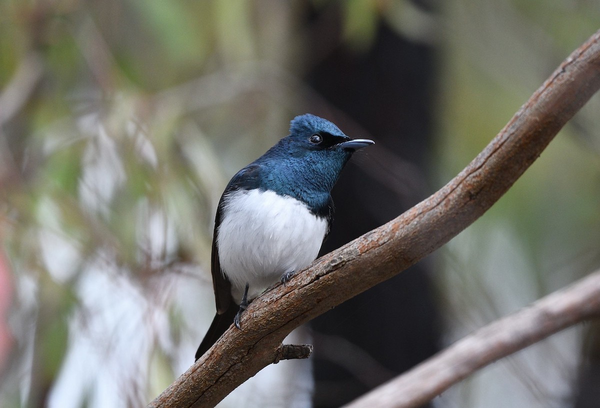 Міагра строката - ML644686445