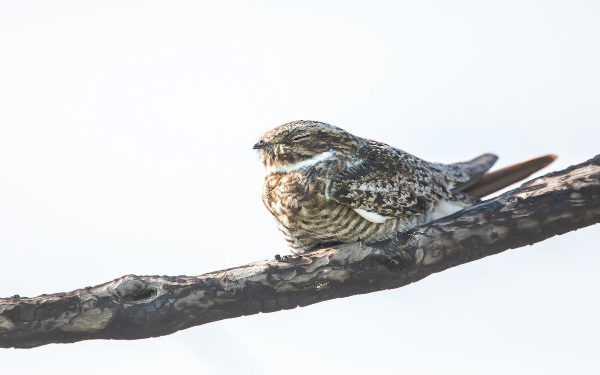 Анаперо віргінський - ML644686446