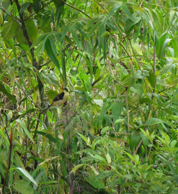 Мімик - ML644686447