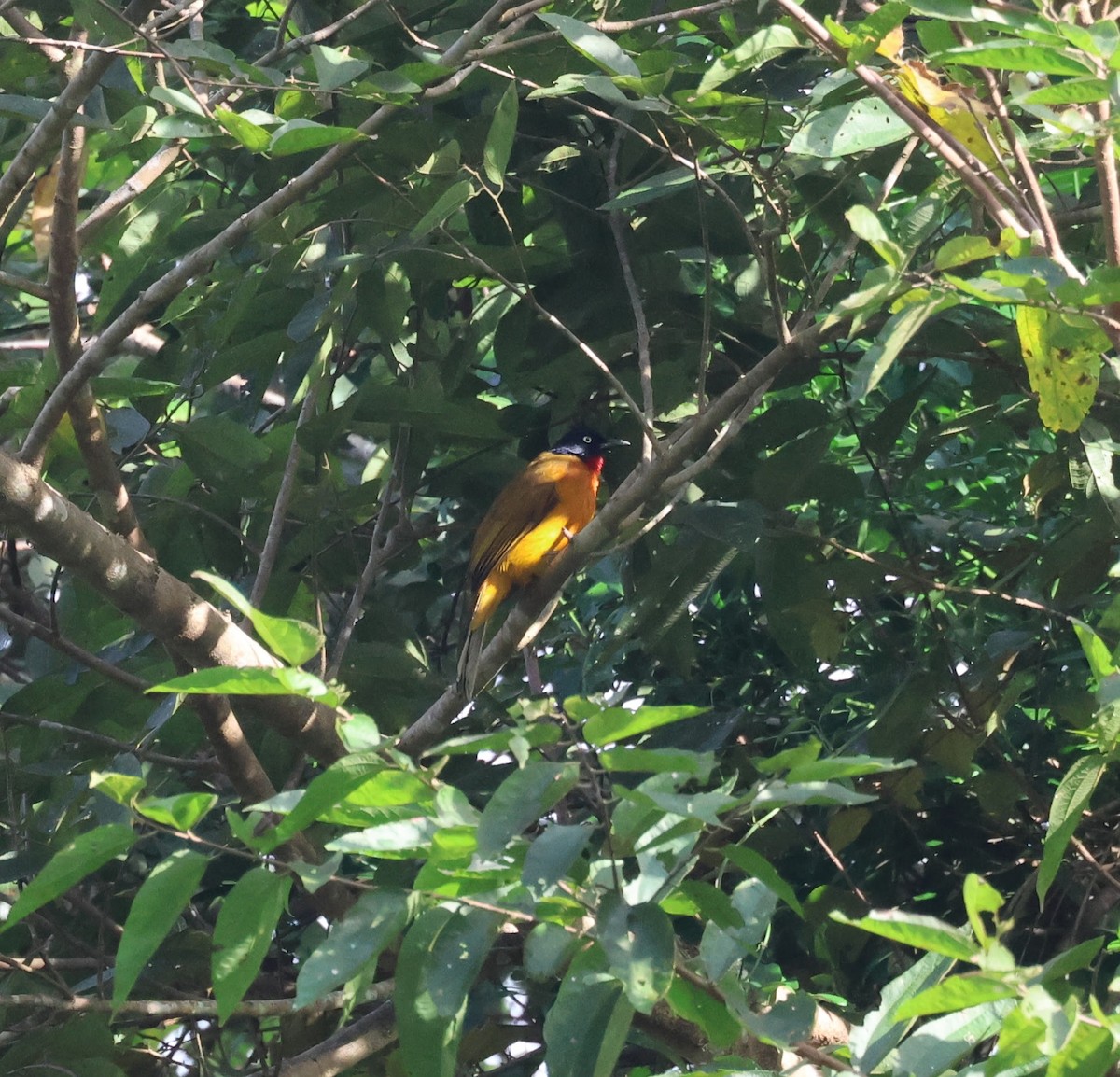 Бюльбюль рудогорлий - ML644686448