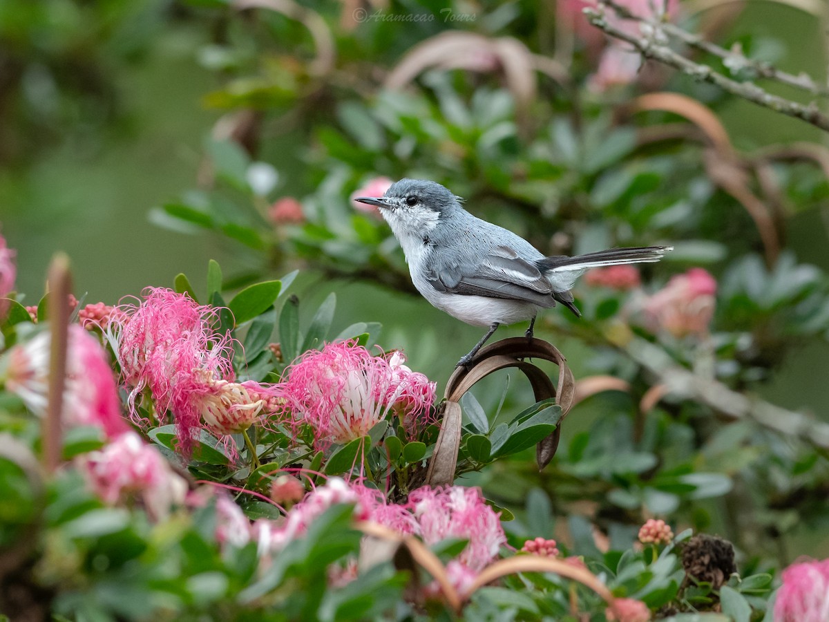 Tropical Gnatcatcher - ML644686451