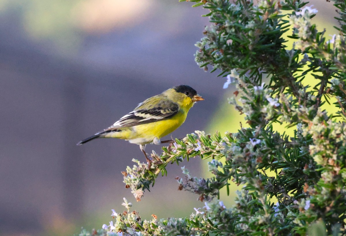 småstillits - ML644686453