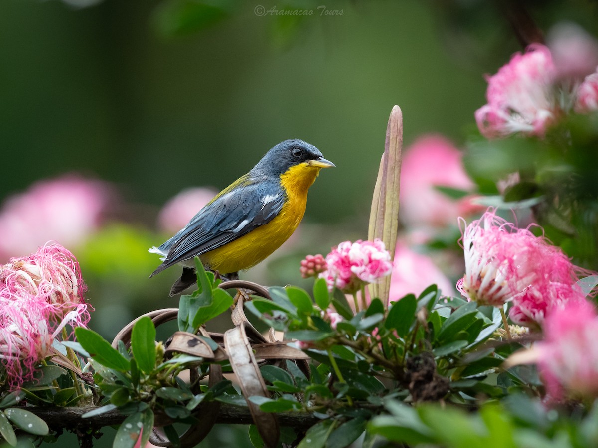 ildparula - ML644686454