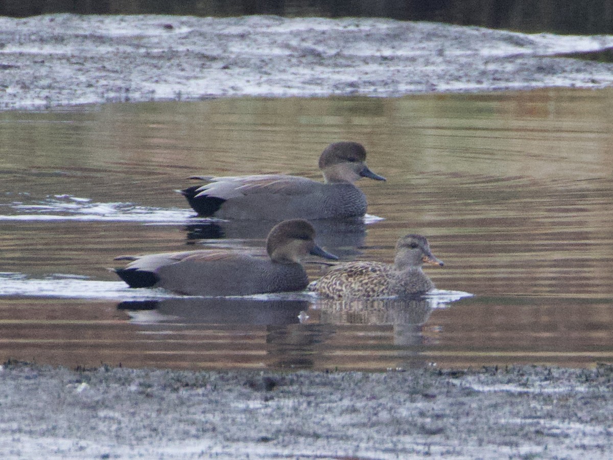 snadderand - ML644686455