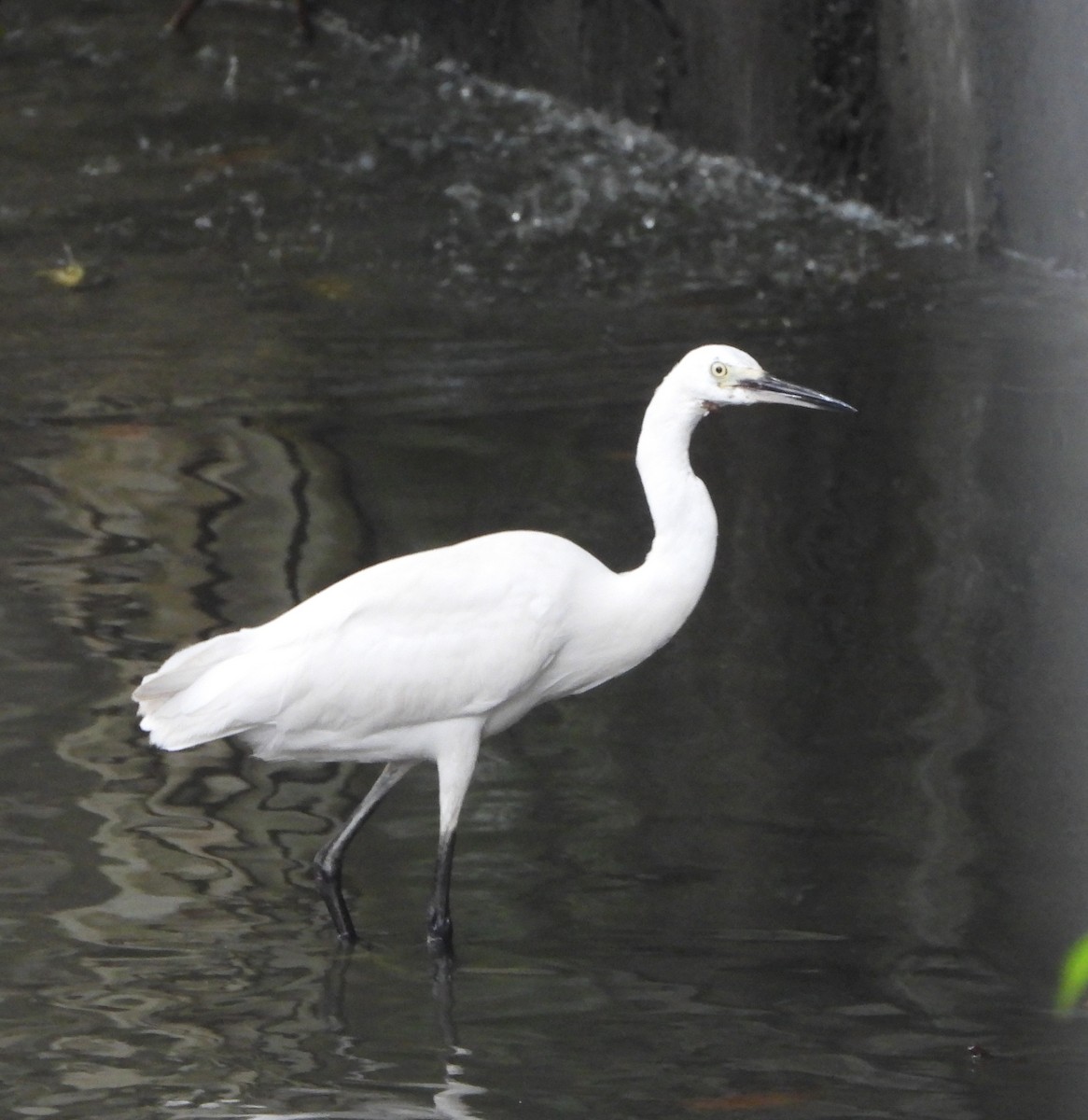 silkehegre - ML644686458