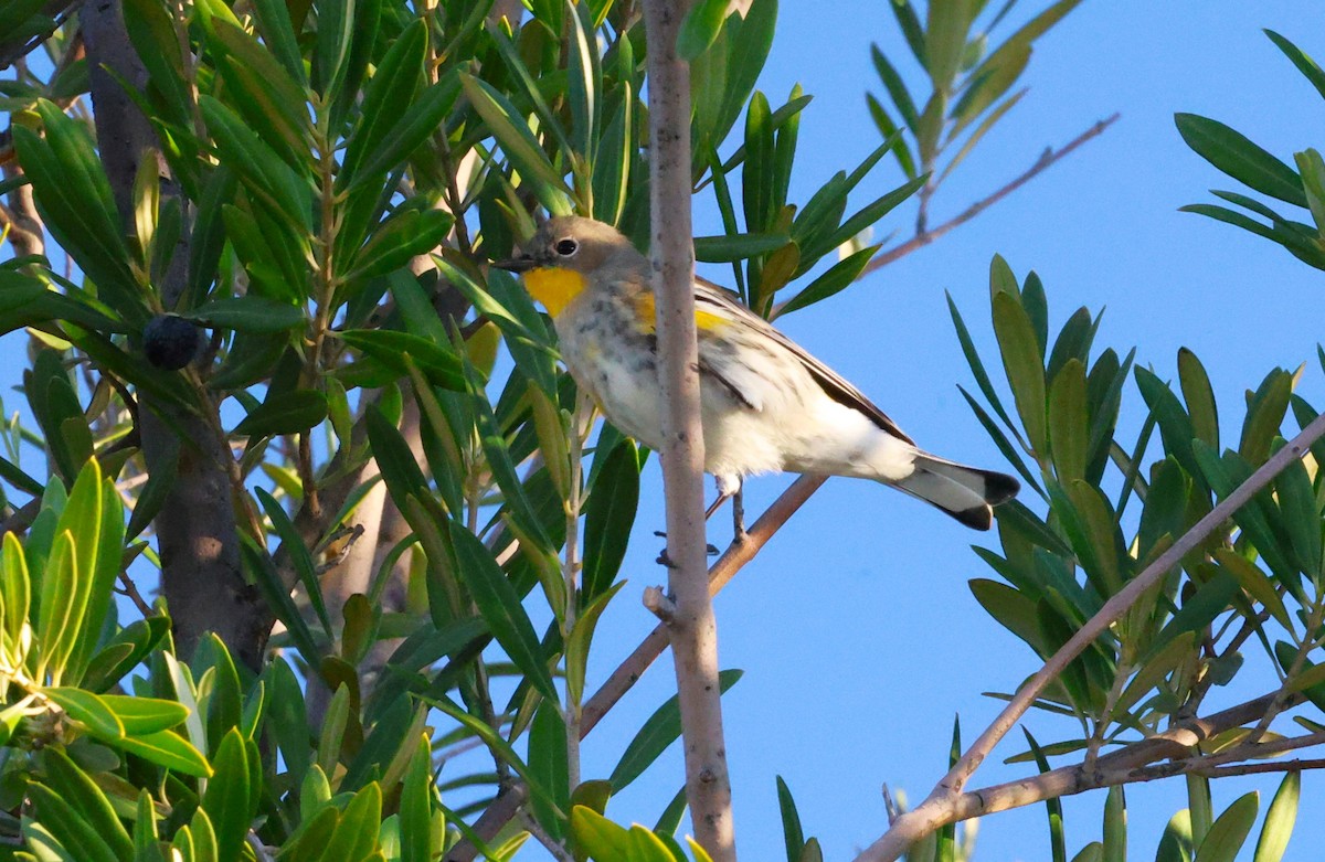 myrteparula - ML644686459