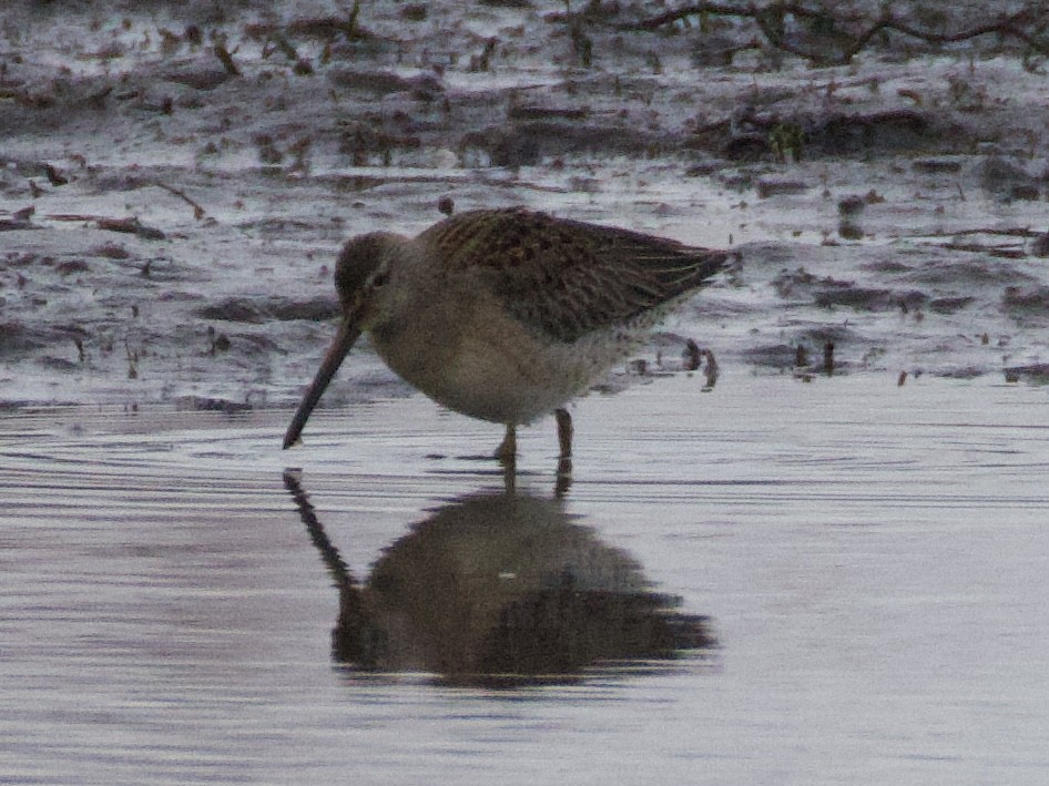 langnebbekkasinsnipe - ML644686461