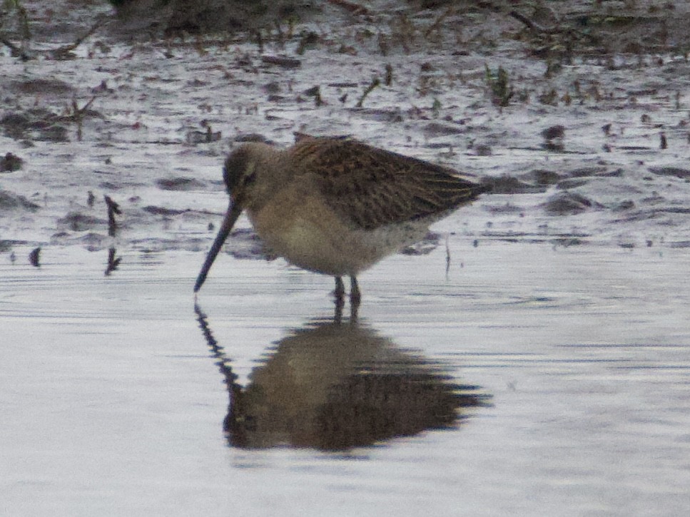 langnebbekkasinsnipe - ML644686462