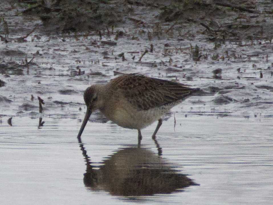 langnebbekkasinsnipe - ML644686463
