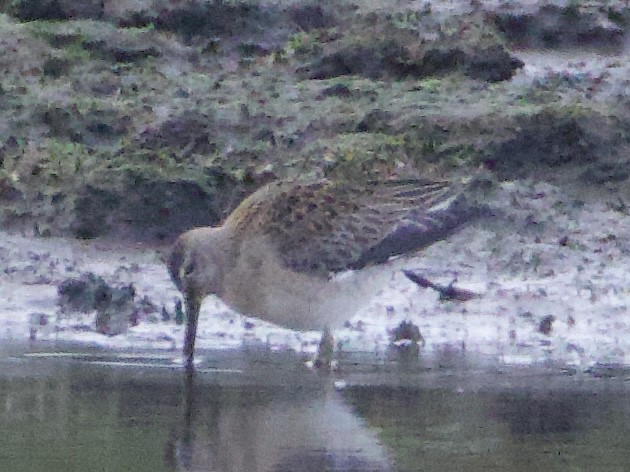 langnebbekkasinsnipe - ML644686464