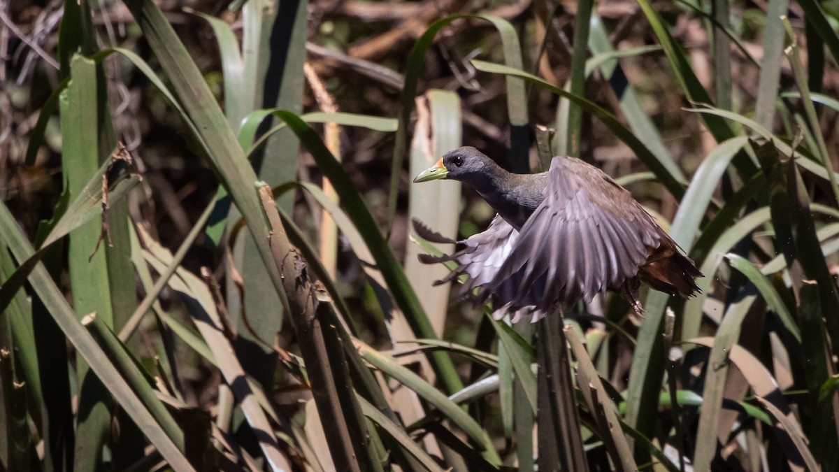 Pale-vented Bush-hen - ML644686466