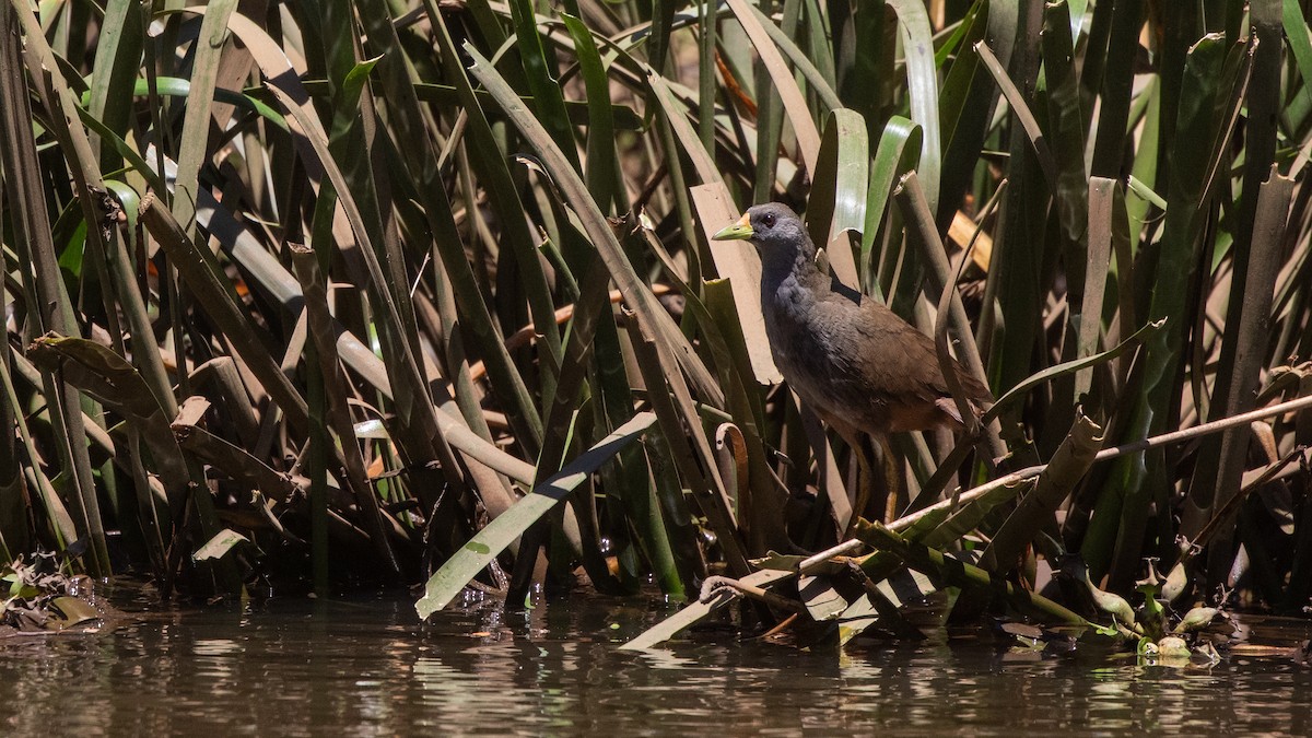 Pale-vented Bush-hen - ML644686467