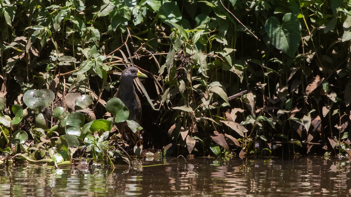 Pale-vented Bush-hen - ML644686468