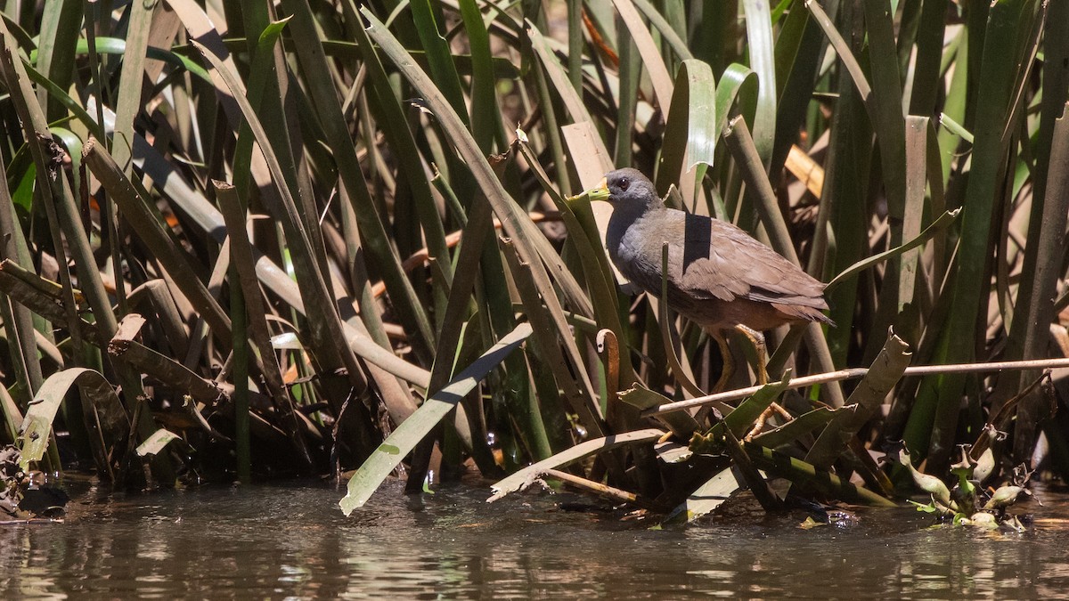 Pale-vented Bush-hen - ML644686469