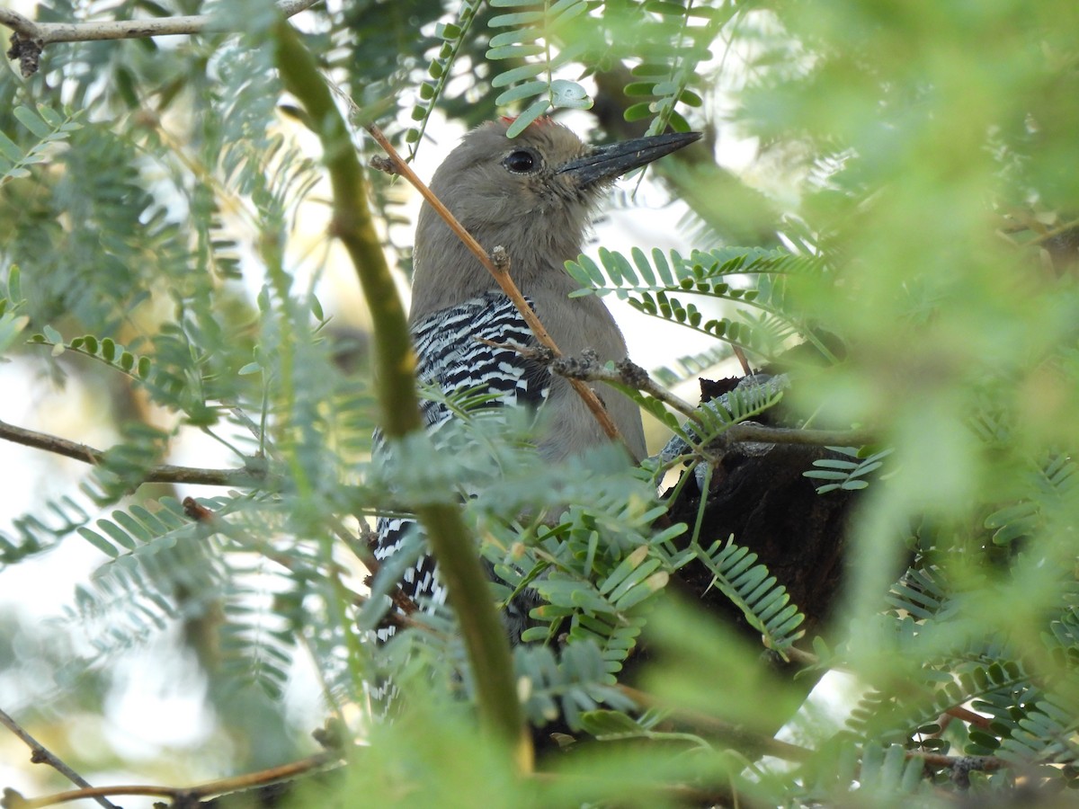 kaktusspett - ML644686475