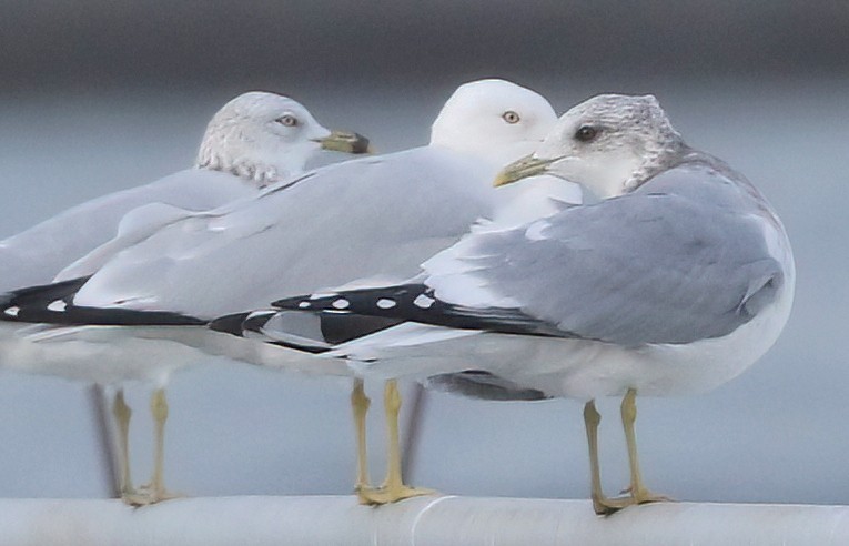 kortnebbmåke - ML644686477