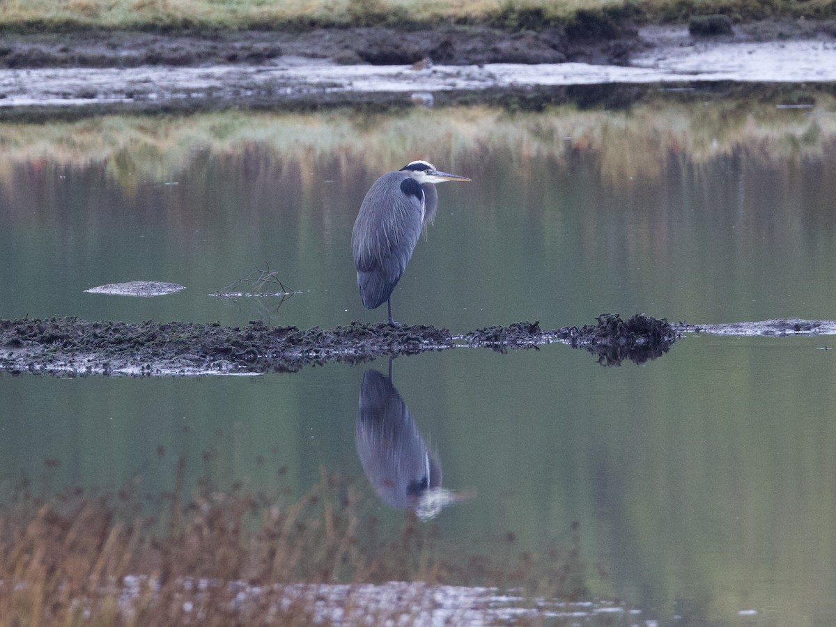 Great Blue Heron - ML644686479
