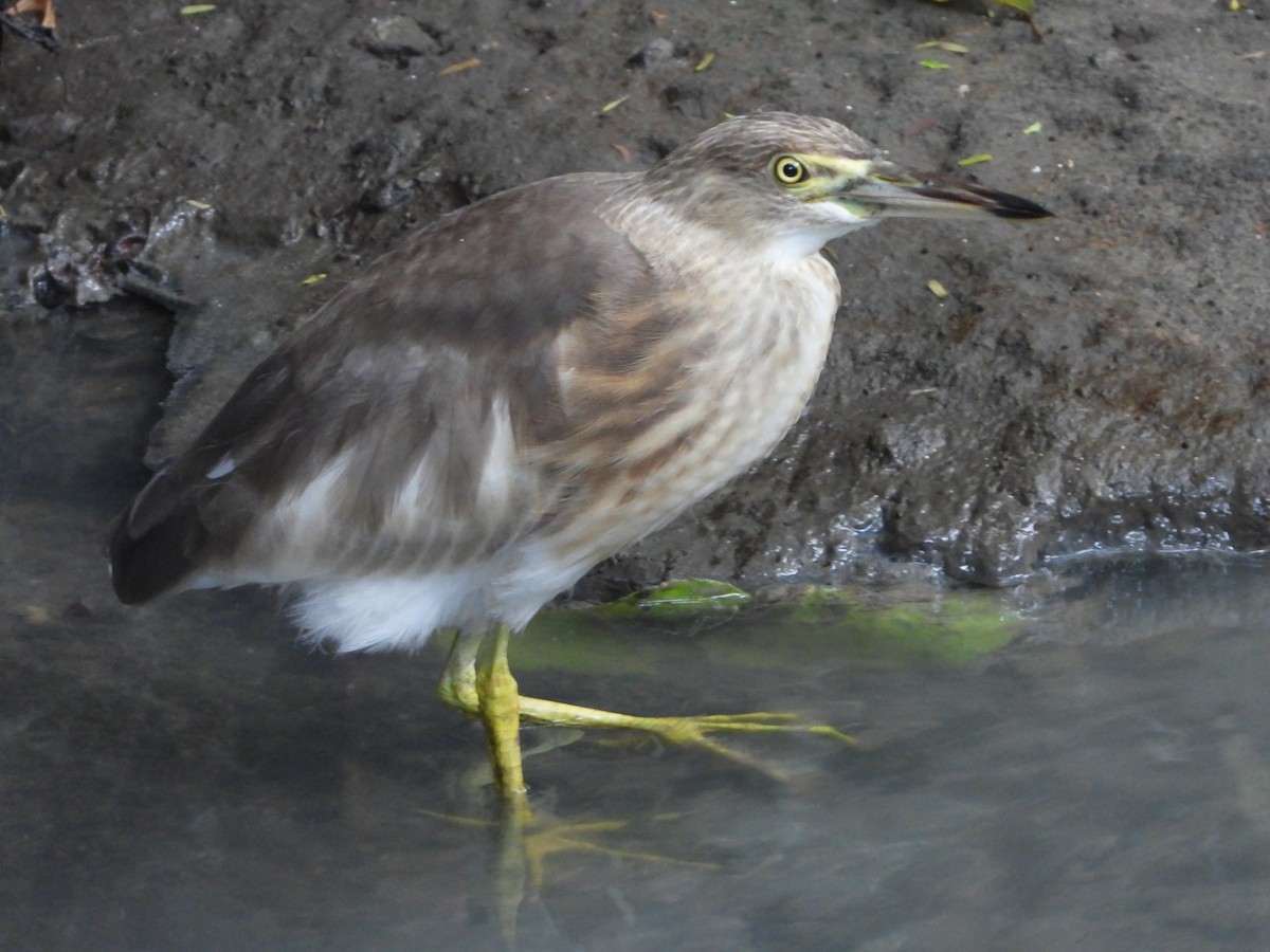 nankinghegre - ML644686480