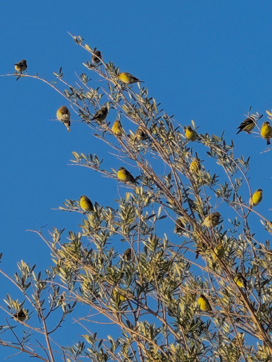 småstillits - ML644686481